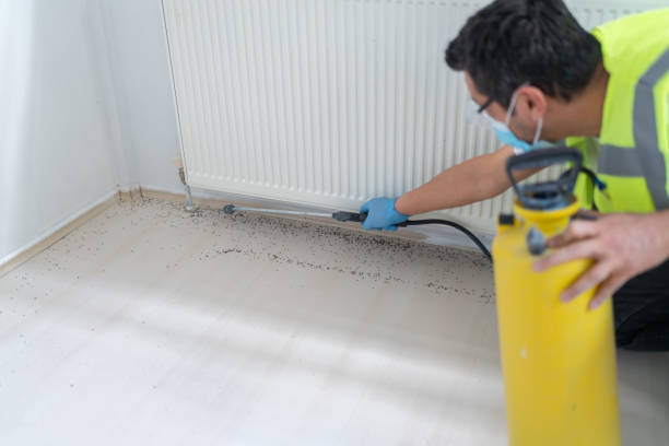 Best Termite Control Services  in La Palma, CA