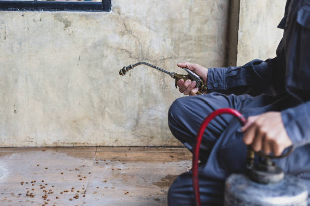 Wasp Removal Services in La Palma, CA